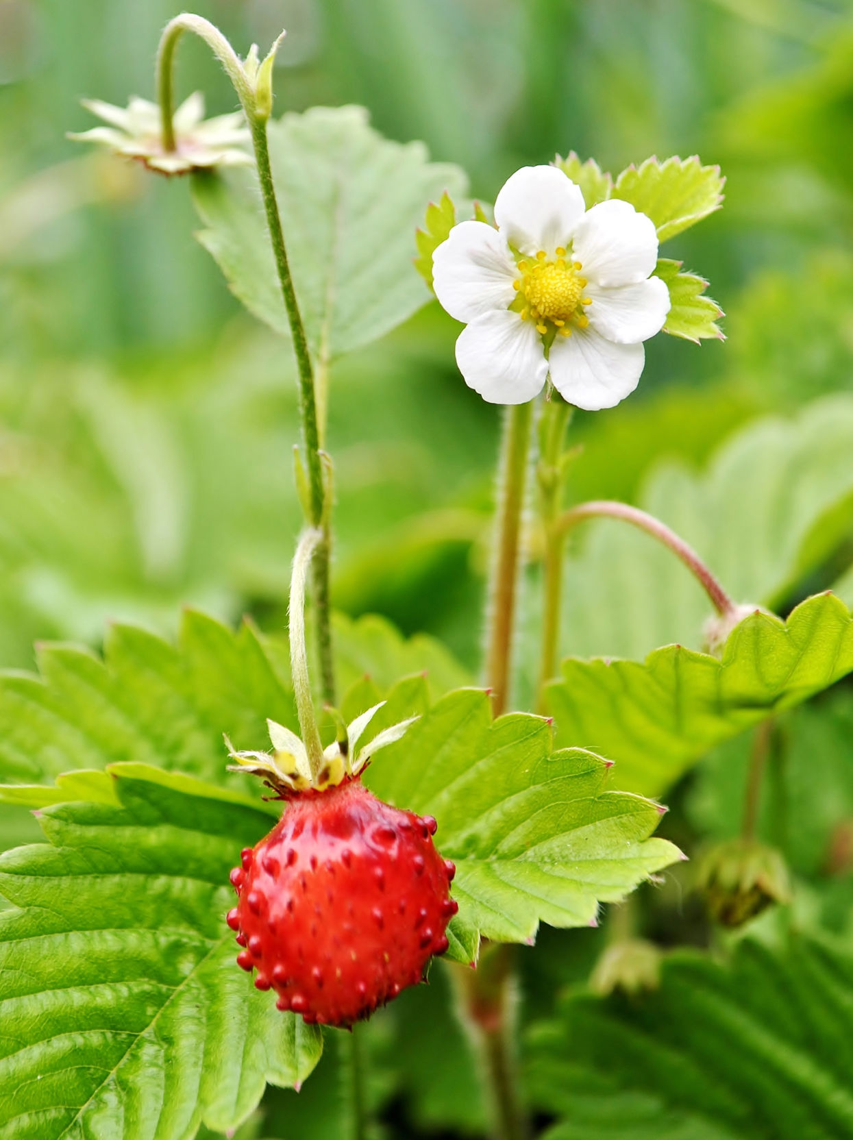 Wild strawberries